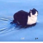 The cat bois