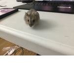#the hamster squad