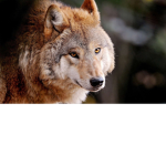 WolfBux