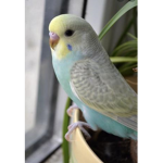Birdy Clan :3
