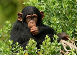 The Place For Epic Monkeys