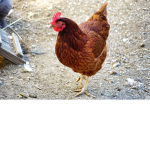 Chicken Ville!