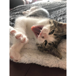 Dexter the cat game