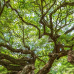 The Hidden Kingdom Of Trees