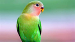 Parrot Mongers