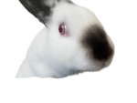 [LeapFrog]