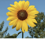 sunflower squad and other flowers if you like