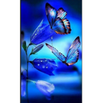 Butterfly’s and roses