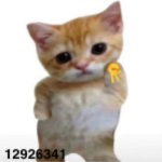 soph kittens