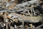 Opplizard army