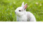 ~Bunny Group!~
