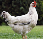 The Chickem Group