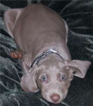 Weimaraner Rescue!