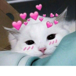 ~ Kittens love ~