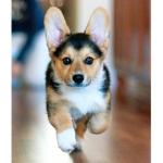 The Amazing Corgi Club
