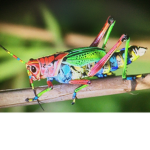 The Grasshopers Fan Club
