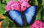 Butterfly Figthers