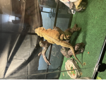 The rise of the lizzards