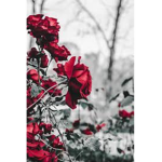 Death_20k