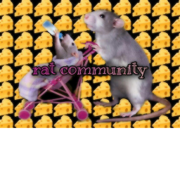 Rats Home