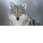 Wolf Squad 200