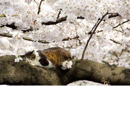 Sakura Cat City