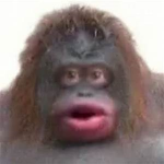 Da Monke Gang.