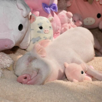 oink!!