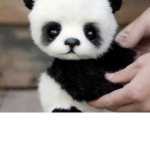 *animals**