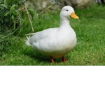 The haven Ducks