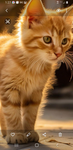 Kitten Hangout Ultimate