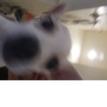 Lil dababy Is a dog