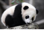 Pandakosen