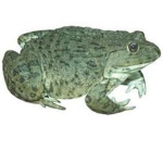 the funny frog :3