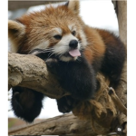 RED PANDAS SLAY ALL DAY