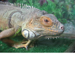 #TEAMIGUANA!