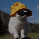 just cats and games
