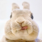 Grupinho dos Bunnys