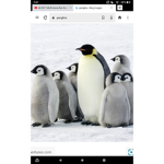 Team Penguins are cool