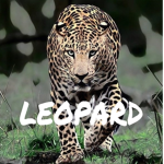 [OFFICIAL] LEOPARD