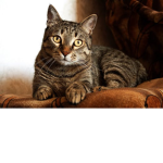 )('Pixie')('Max')('Cats)(