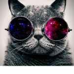 Kitten lords clan