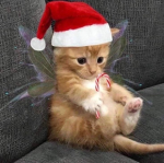 Unicorn Kitten GamesTM