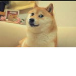 Doge kings only