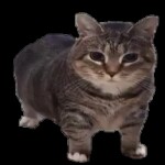 [🔊 VOICE!!!] find tony