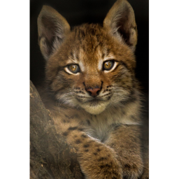 Lynx Hangout