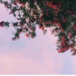 Flowy roblox