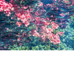 Azalea.
