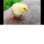 the duckling
