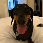The official sausage dog community!